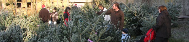 Christbaummarkt